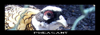 Pheasant