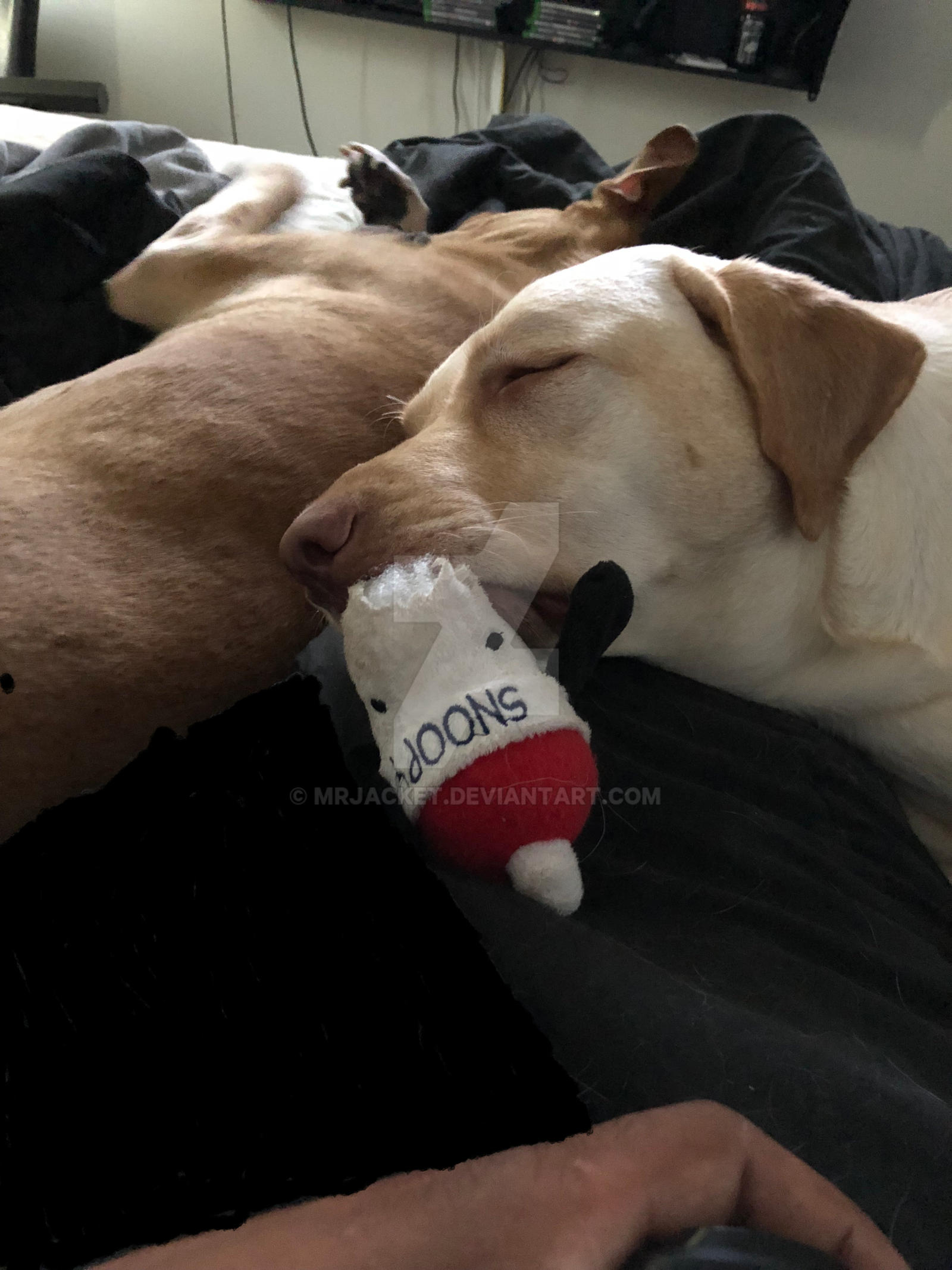 Poor Snoopy Poor snoopy by MrJacket on DeviantArt