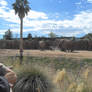 Elephants Reid Park Tucson 2014