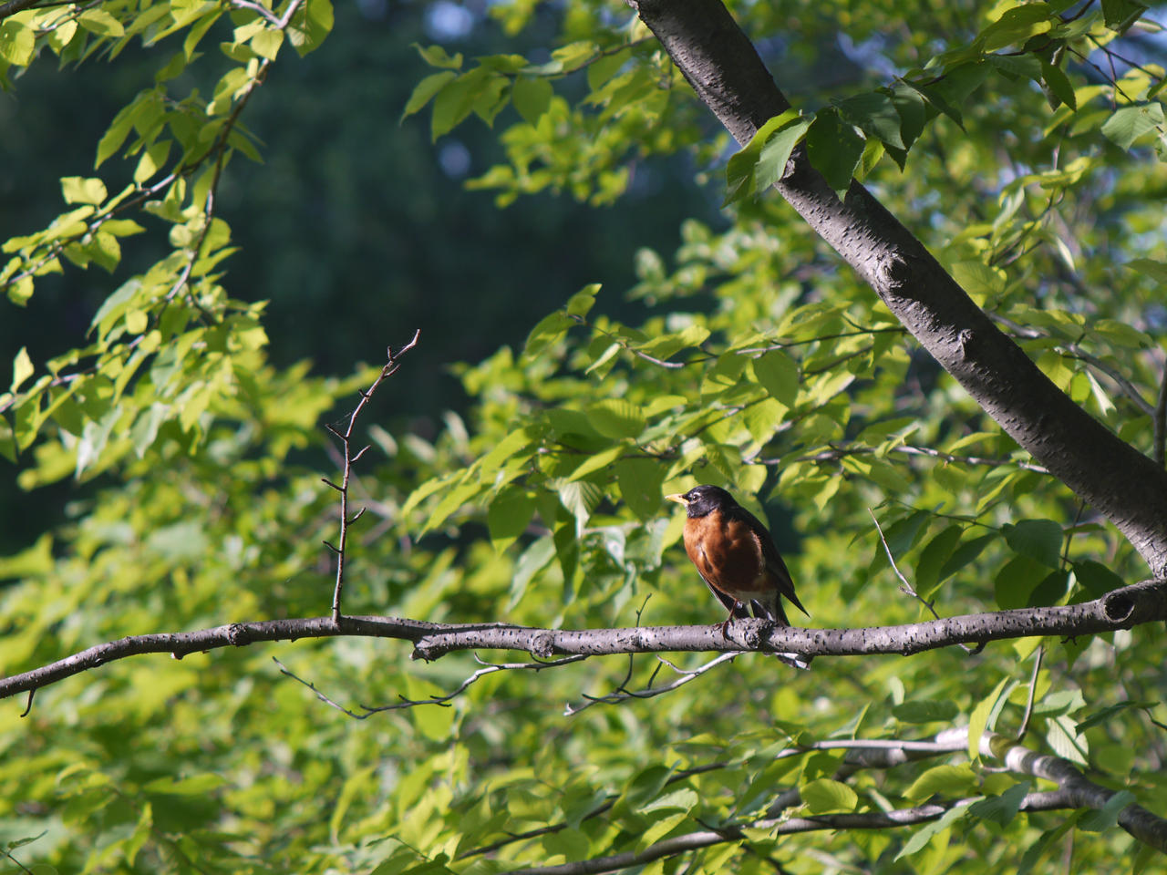 Perching