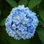 Light Blue Flowers
