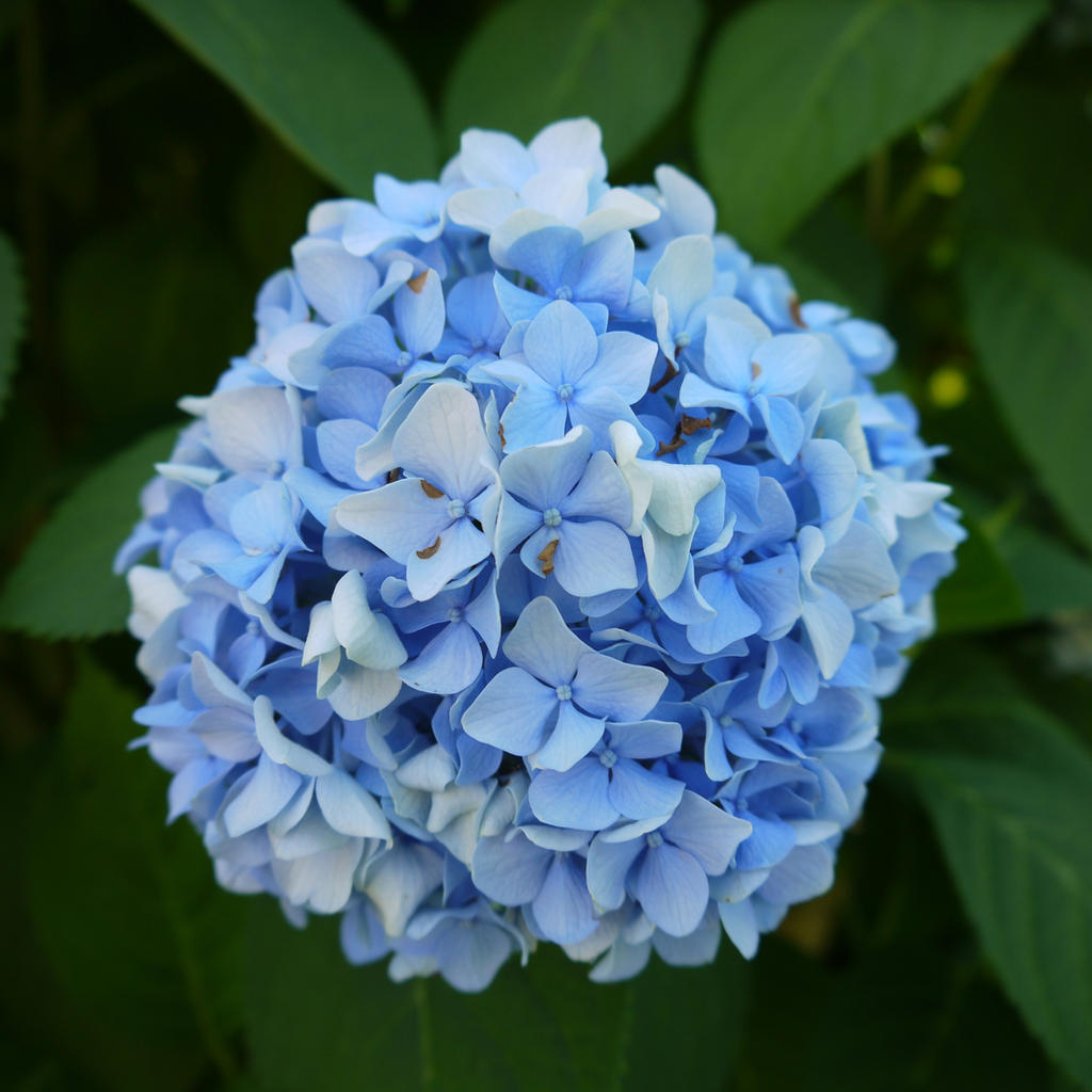 Light Blue Flowers By Dseomn On DeviantArt light-blue-flowers-by-dseomn-on-deviantart