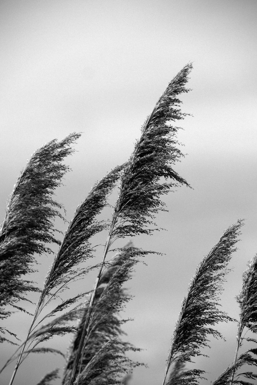 Contrasty Reeds