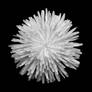 Greyscale Dandelion