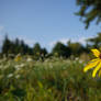 Flower in a Field