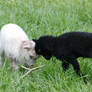 Lambs Butting Heads