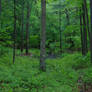 Green Flora