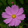 Yellow, Brown, and Mauve Flower