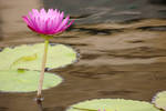 Pink Water Lily