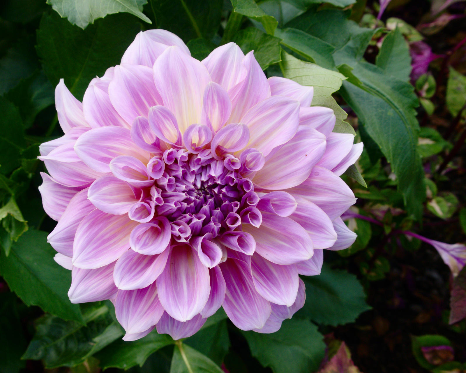 Purple and White Flower