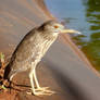 Frog, Bird, Koi Pond