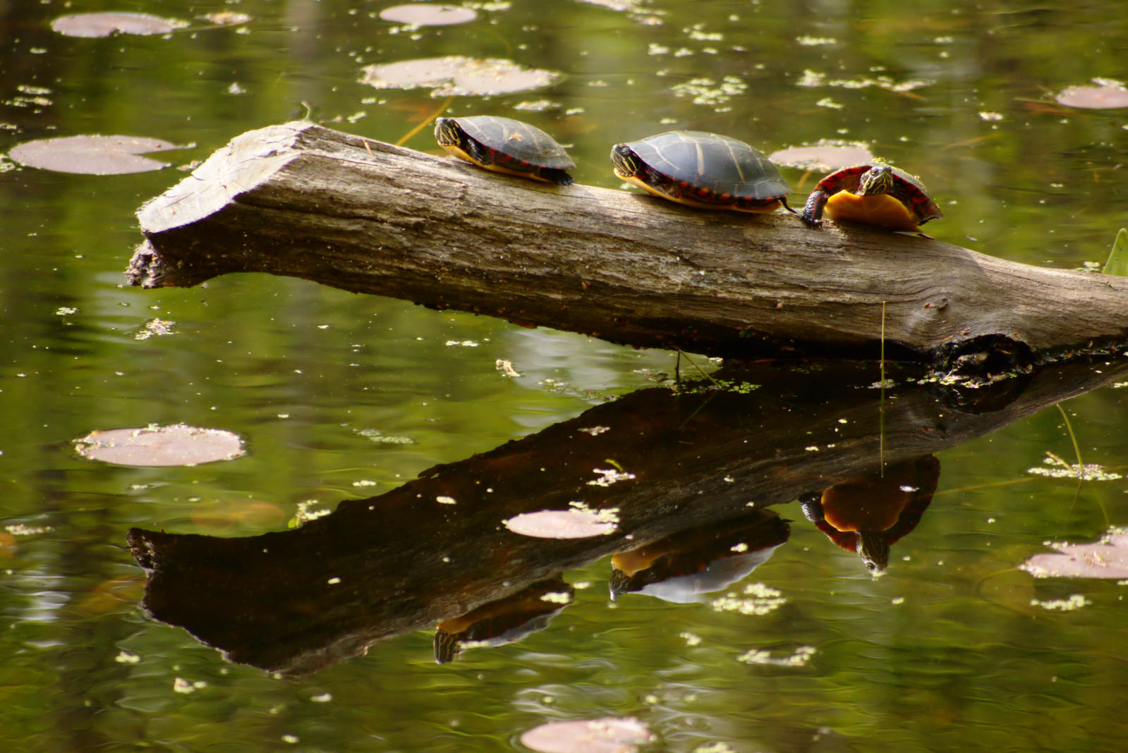 Turtles on a Log