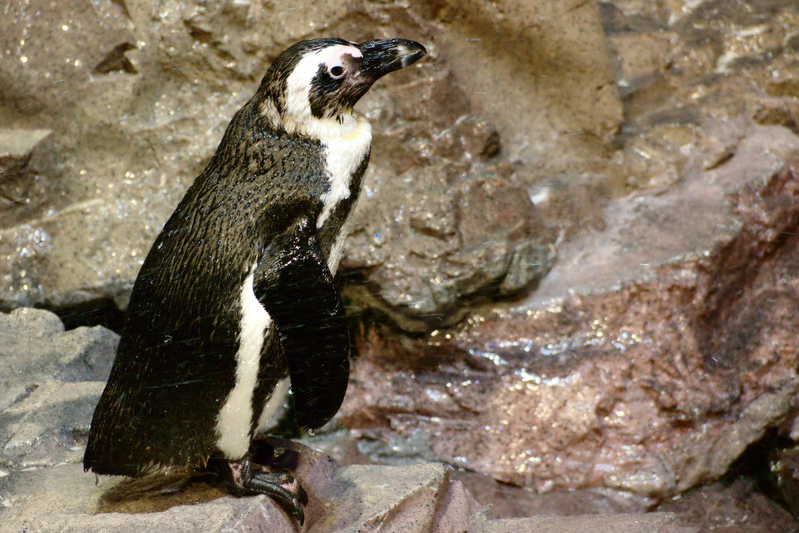 Wet Penguin