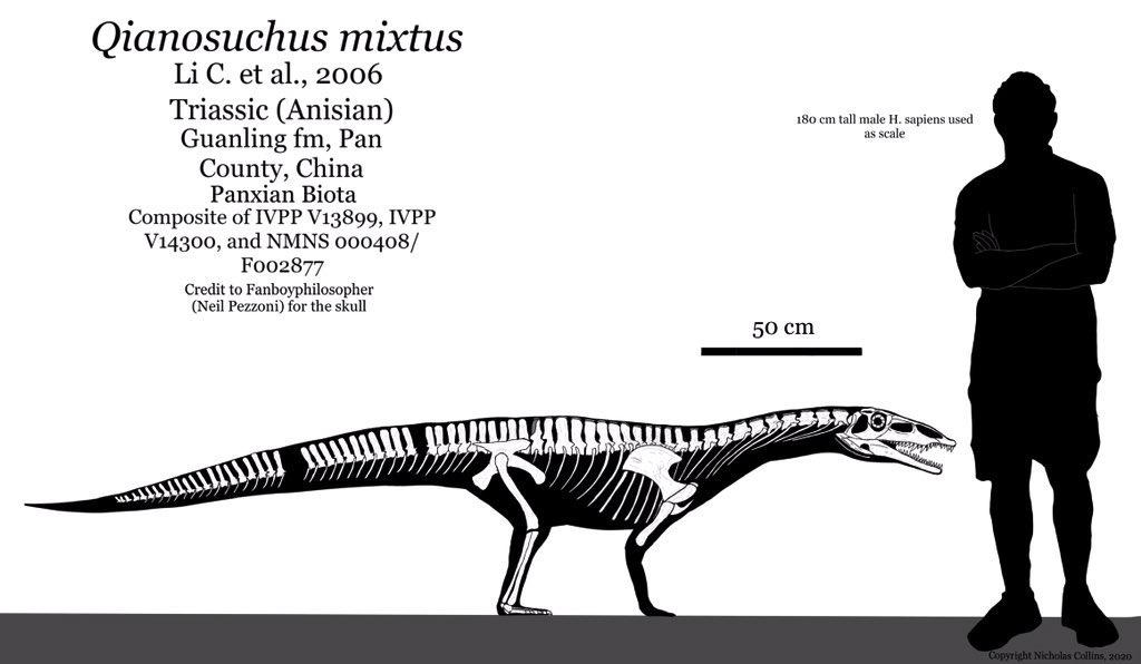 Qianosuchus mixtus skeletal by Calamacow75 on DeviantArt