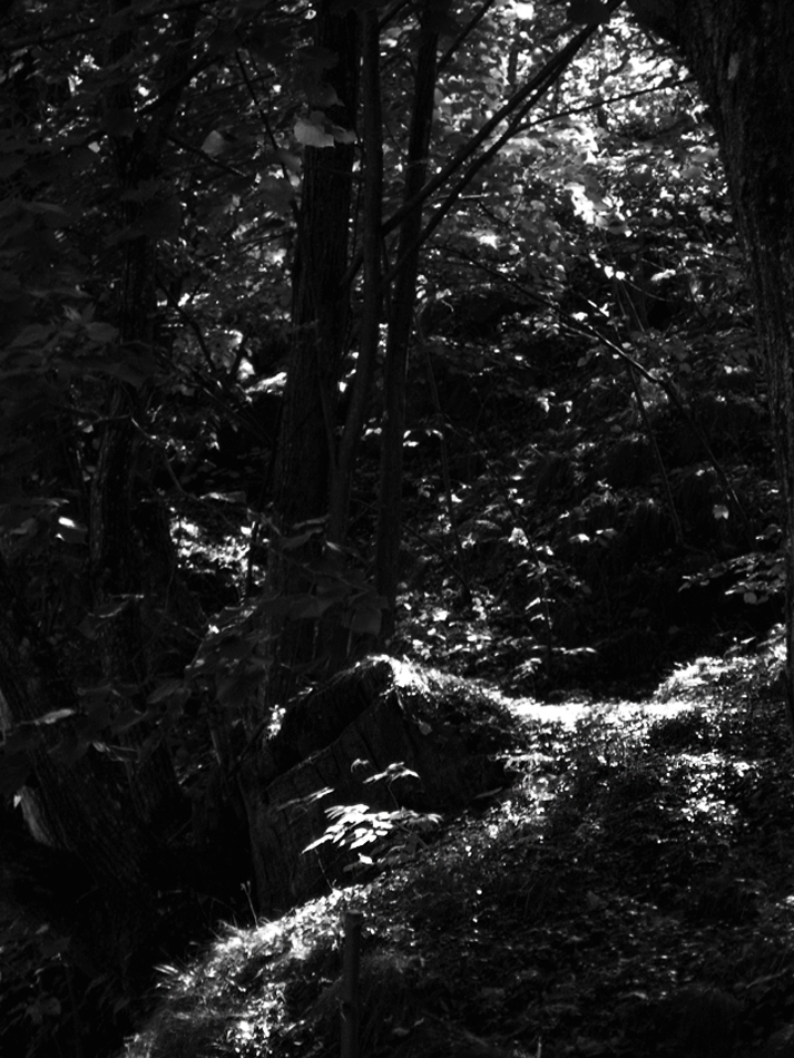 woods. Games of shadows IV