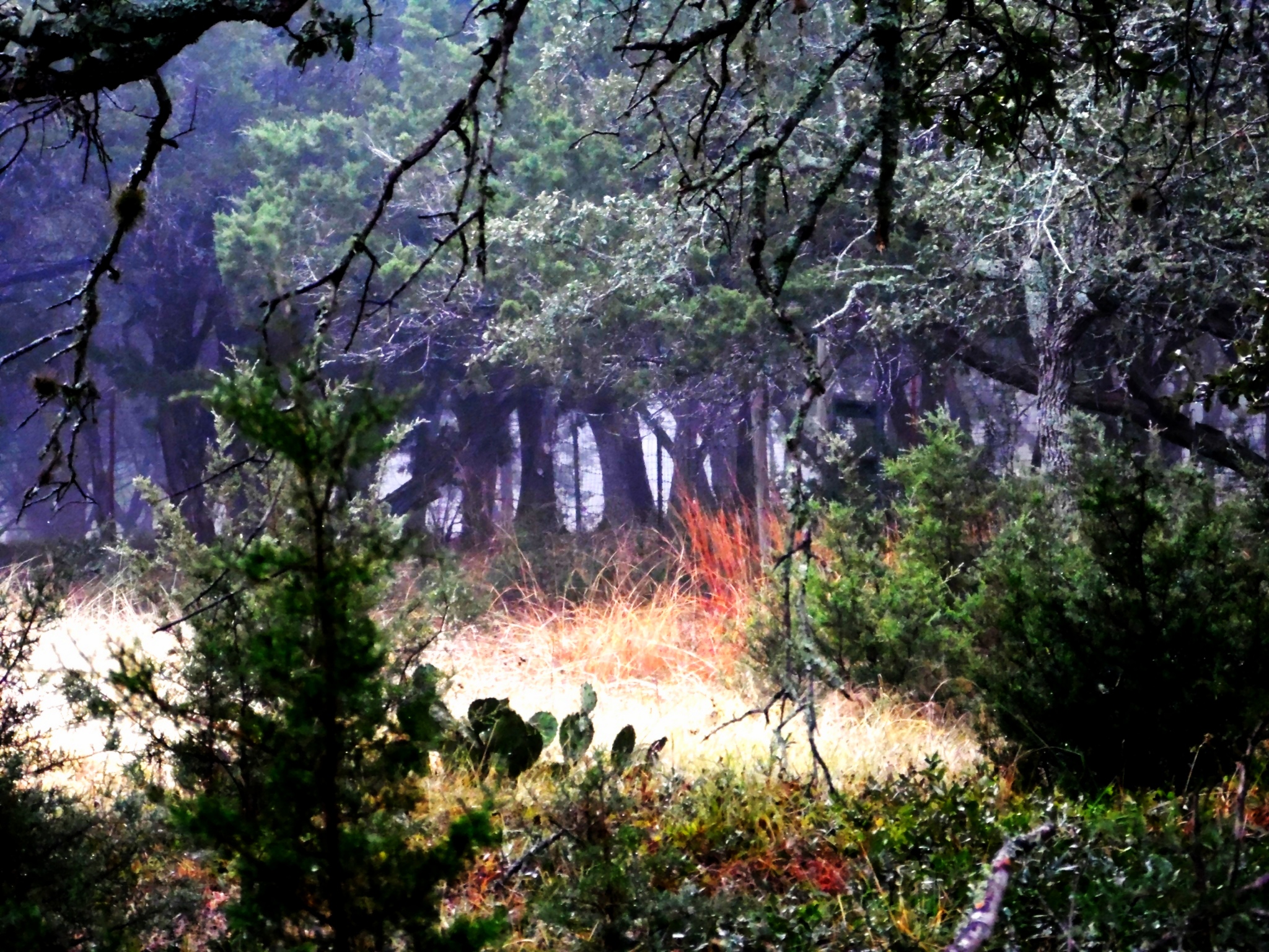 Fog through the trees