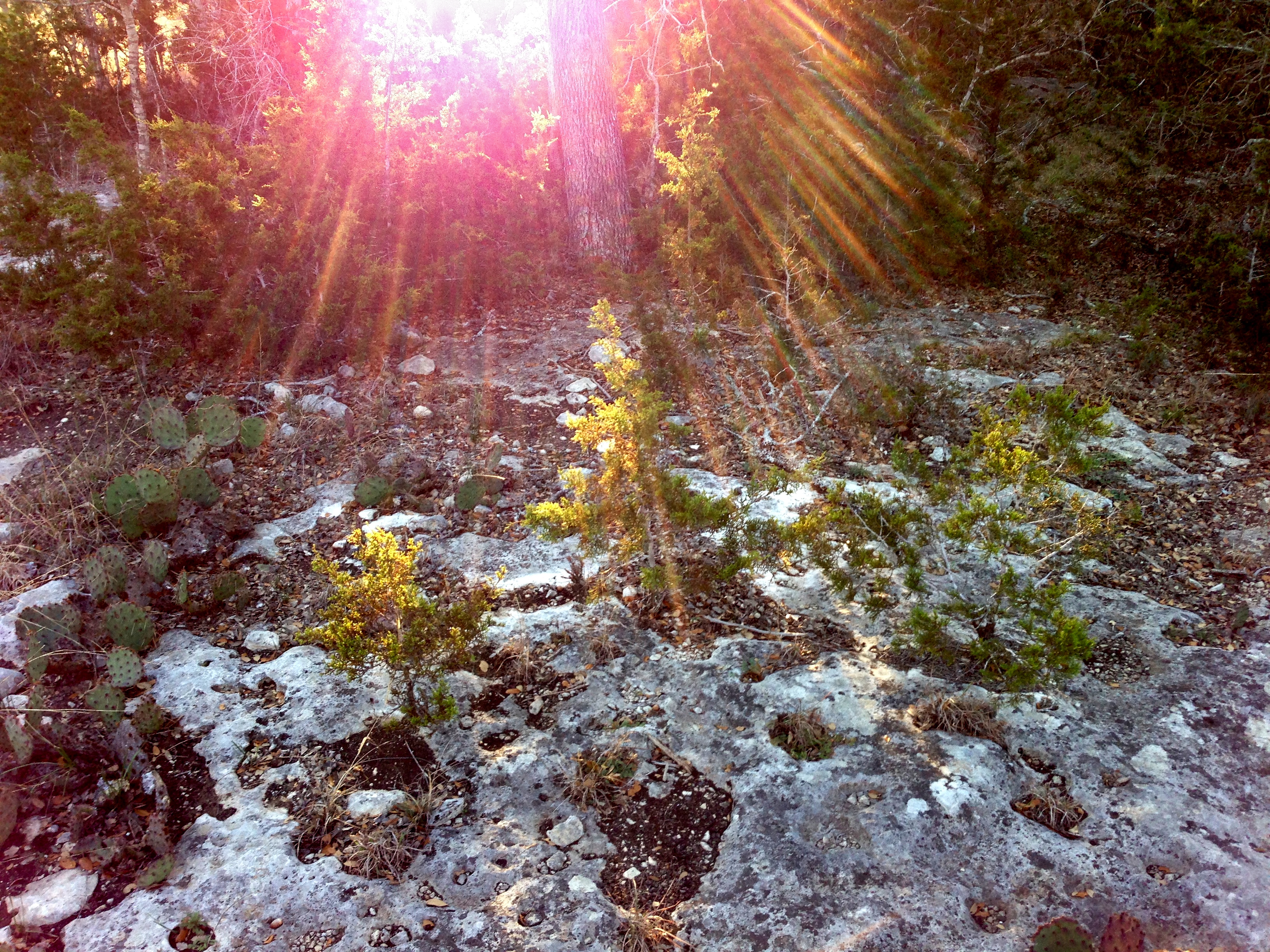 Fleeting Rays Of Sunlight