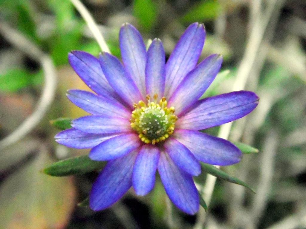 Purple Wildflower