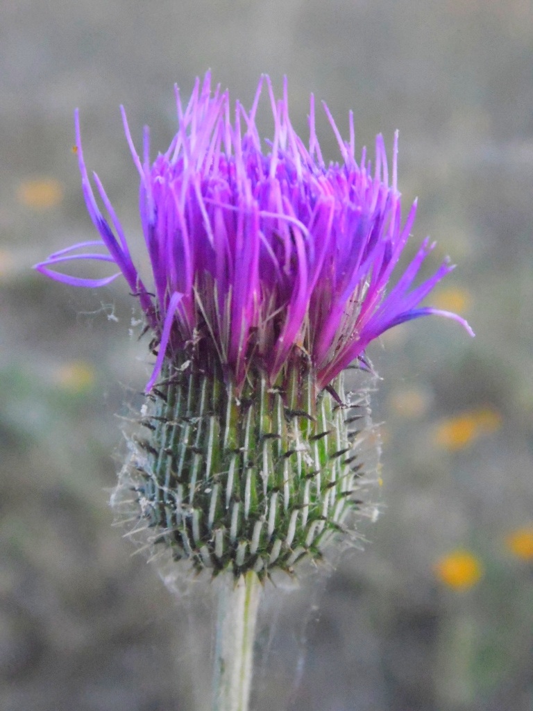 Prickly Purple Wildflower 3