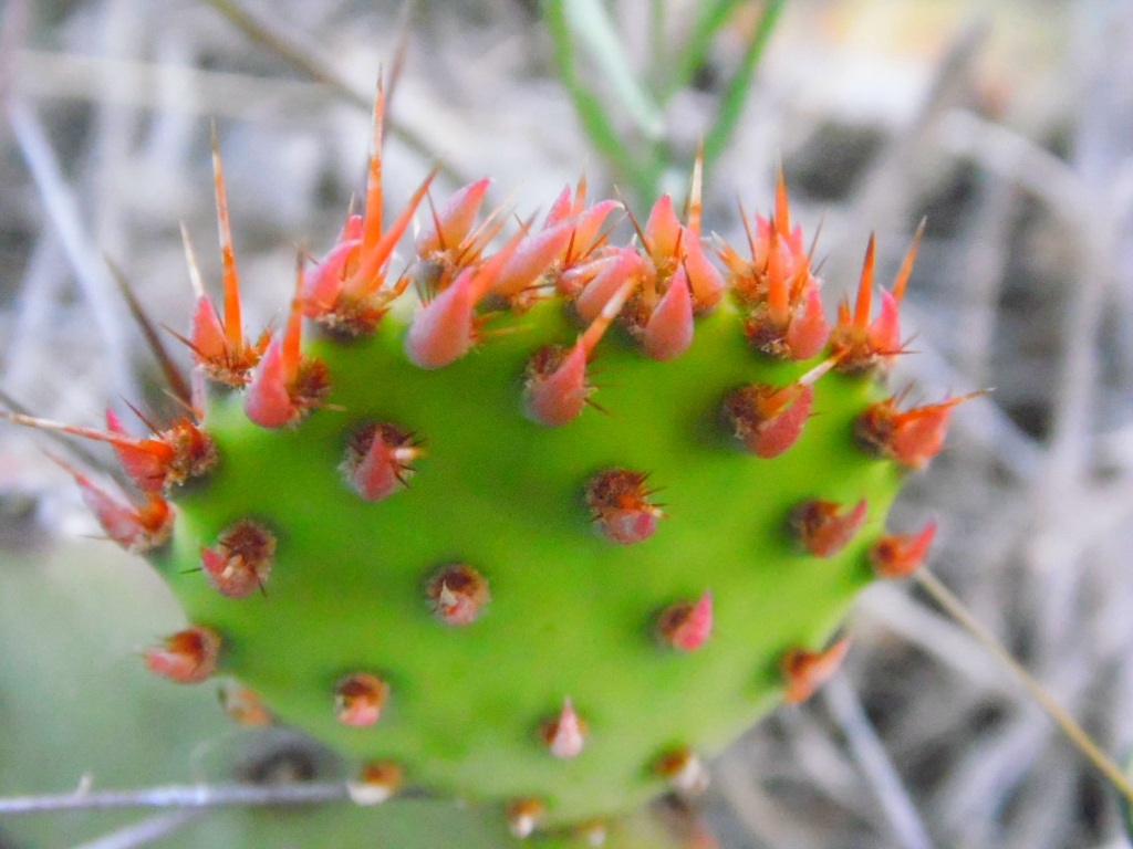 Colorful Cacti 3