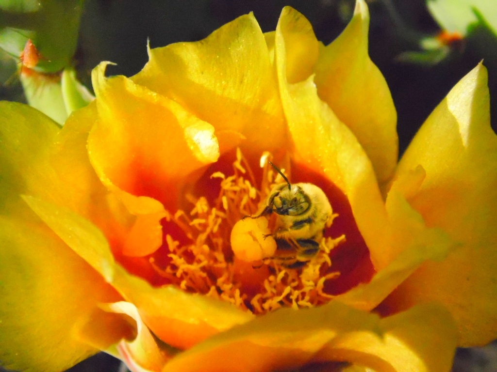 Bee and Cactus Flower 2