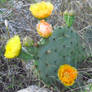 Cactus Flowers