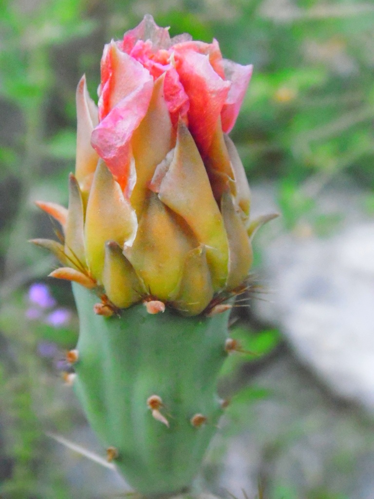 Pink Cactus Flower