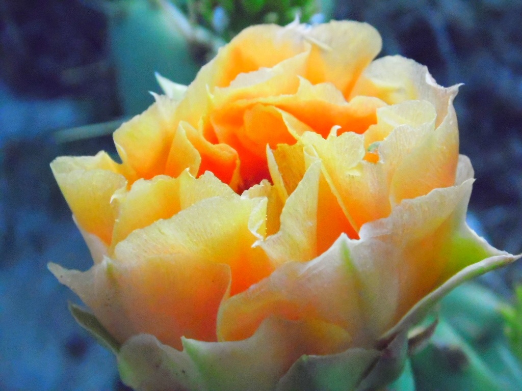 Delicate Yellow Cactus Flower