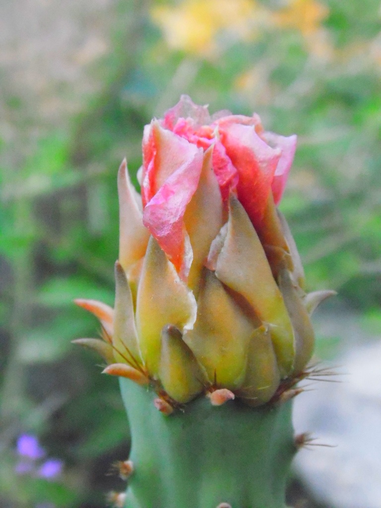 Pink Cactus Flower 2