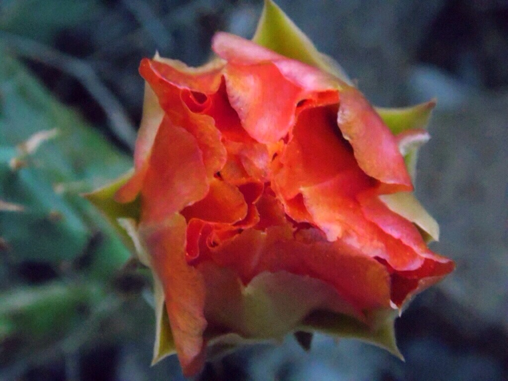 Cactus Bloom