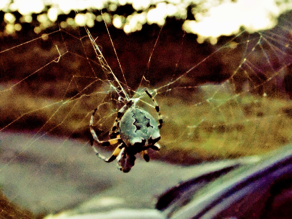 Spider