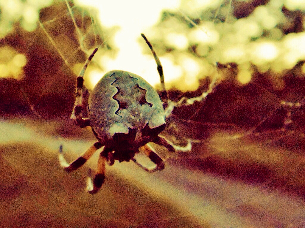 Spider And Web