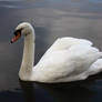 Swan