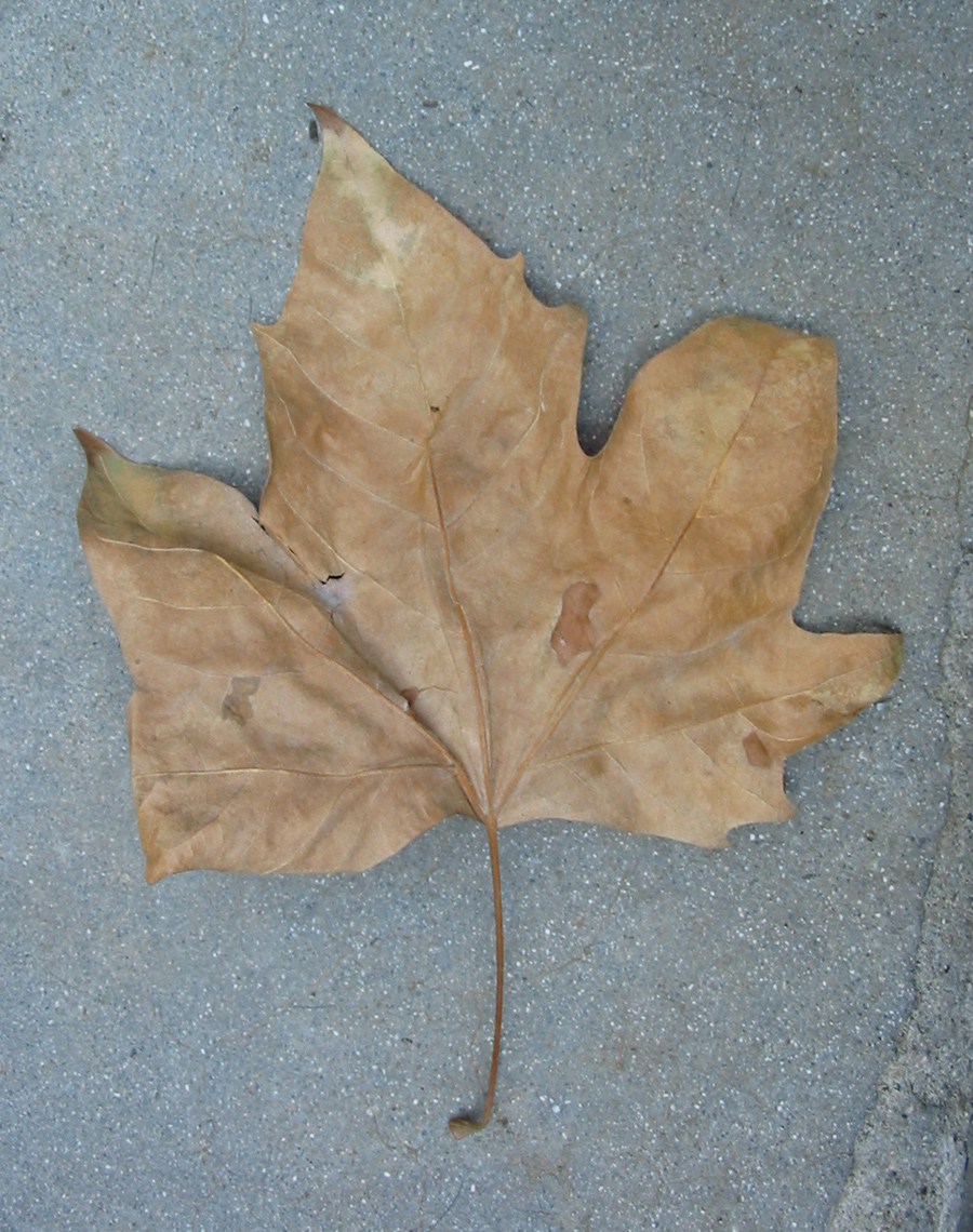 NV-Stock_3Leaf