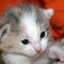 Love Kittens: Whitney 3