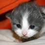 Love Kittens: Leela