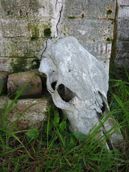 DtD Old Bleached Skull