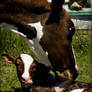 Newborn Bath