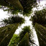 Cedar Canopy