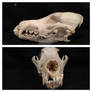 Damaged coyote skull #003
