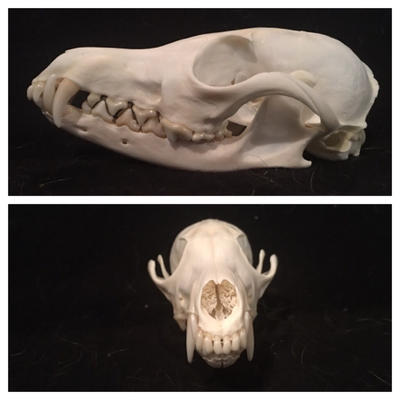 Fox Roting Skull Red fox skull with healed crack by bonus41 on DeviantArt
