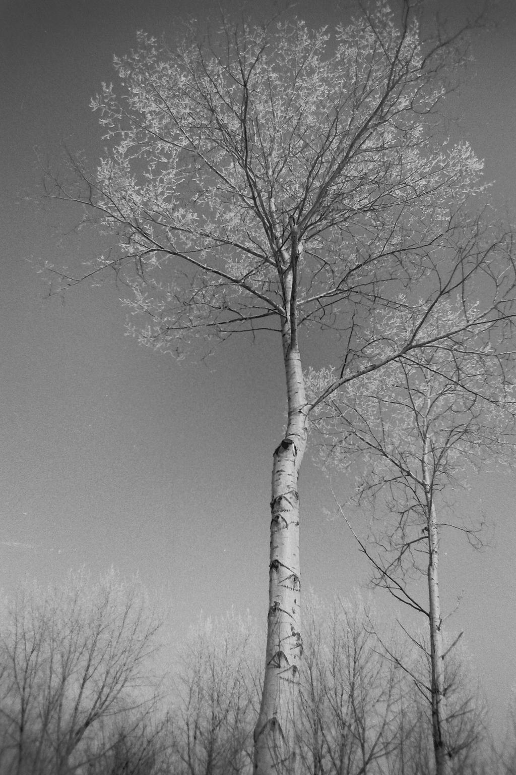 negative tree by tsueberm on DeviantArt