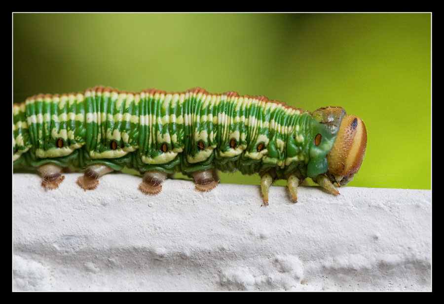 The very hungry Catterpillar