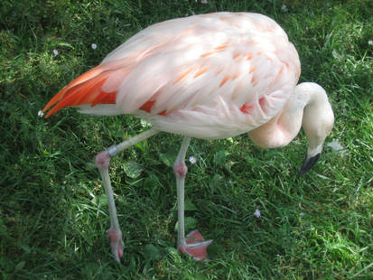 Classic Flamingo