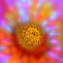 Psychadelic sunflower