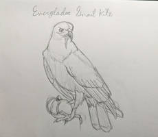 Everglades Snailkite