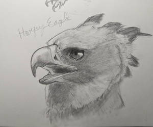 Harpy Eagle (2)