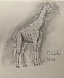 Giraffe study 1