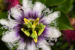 Passiflora 2 by Cruciamentum
