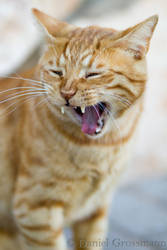 Tiny Tiger Yawn